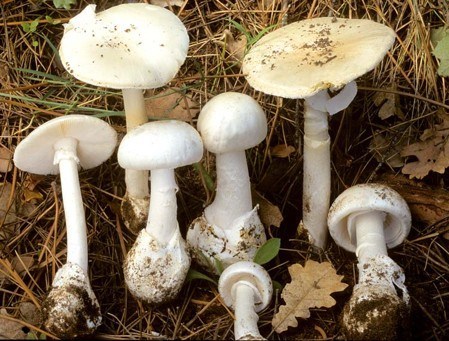 Amanita Verna (Oronja Blanca) - Seta mortal 