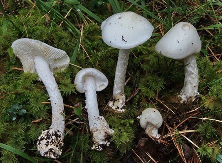 Amanita Virosa (Amanita maloliente) - Seta mortal