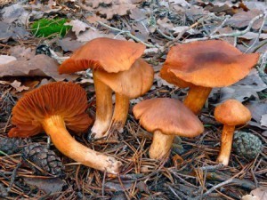 Cortinarius Orellanus (Cortinario de montaña) - Mortal