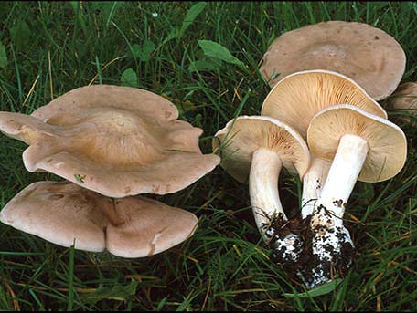 Entoloma Sinuatum  (Entoloma Lívido) - Seta mortal con efecto tóxico irregular