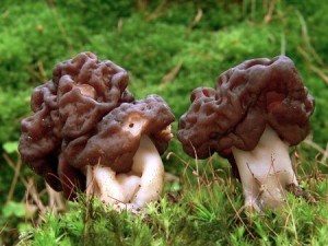 Gyromitra Esculenta (Bonete) - Seta mortal