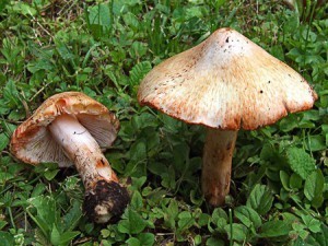 Inocybe Patouillardii / Erubescens (Inocibe lobulado - Bruja) - Muy tóxica / mortal