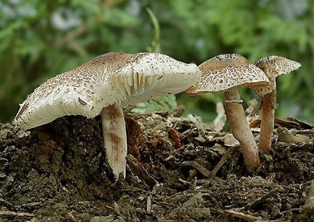 Lepiota Helveola (Lepiota de carne rojiza) – Seta engañosa y mortal